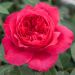 Rosier buisson RUBAN ROUGE ® Meiprehmyr