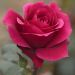 Rosier CHARLOTTE RAMPLING ® Meihirvin