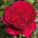 Rosier Alain Souchon ® Meikarouz