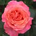 Rosier RENE GOSCINNY ® Meifrypon