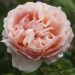 Rosier PRINCESSE CHARLENE DE MONACO ® Meidysouk