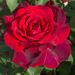 Rosier Jubilé PAPA MEILLAND ® Meiceazar