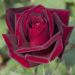 Rosier PAPA MEILLAND ® Meicesar fleur rouge