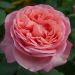 Rosier Mademoiselle MEILLAND ® Meinostair