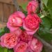 Rosier Mademoiselle MEILLAND ® Meinostair