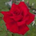 Rosier VICTOR HUGO ® Meivestal
