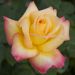 Rosier Grimpant Oriental PEACE ® Baipeacesar