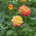 Rosier Grimpant Oriental PEACE ® Baipeacesar