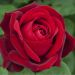 Rosier EDITH PIAF ® Meiramboys