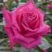 Rosier Tige LOLITA LEMPICKA ® Meizincaro