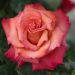 Rosier Grimpant CHRISTOPHE COLOMB ® Meironssesar