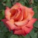 Rosier Tige CHRISTOPHE COLOMB ® Meironsse