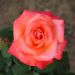 Rosier CHRISTOPHE COLOMB ® Meironsse