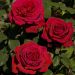 Rosier Tige BOTERO ® Meiafone