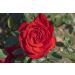 Rose rouge Chorus ®