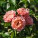 Rosier MARIE CURIE ® Meilomit en fleurs