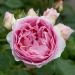 ROSIER SOPHIA ROMANTICA ® Meisselpier