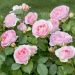Rosier Sophia ROMANTICA ® Meisselpier Le pot de 3L