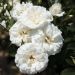 Rosier CARTE BLANCHE ® Meibarum