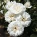 Rosier CARTE BLANCHE ® Meibarum