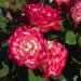 Rosier JUBILE DU PRINCE DE MONACO ® Meisponge