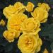 Rosier CARTE D'OR ® Meidresia