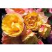 Rosier buisson TZIGANE ® Meimucho