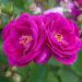 Rosier demi-tige BLUEBELL ® Meimindefer