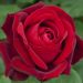 Rosier grimpant EDITH PIAF ® Meiramboysar