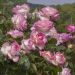 Rosier Grimpant PRINCESSE DE MONACO ® Meibergamu