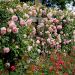 Rosier Grimpant PIERRE DE RONSARD ® Meiviolin