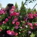 Rosier Grimpant INES SASTRE ® Meiteratol