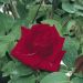 Rosier grimpant Ena Harkness