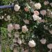 Rosier grimpant MON JARDIN & MA MAISON ® Meichavrin