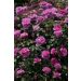 Rosier Grimpant YVES PIAGET ® Keitsupiatsu