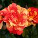 Rosier Grimpant SORBET FRUITE ® Meihestries