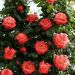 Rosier Grimpant CHRISTOPHE COLOMB ® Meironssesar