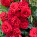 Rosier Grimpant NEGRESCO ® Meigrappo