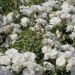 Rosier BLANC MEILLANDECOR ® Meicoublan