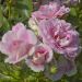 Rosier BONICA ® Meidomonac