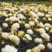 Rosier Pop Corn DRIFT ® Novarospop