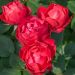 Rosier tige rouge Cherry BONICA ® Meipeporia Meilland Richardier