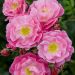 Rosier Magic MEILLANDECOR ® Meibonrib
