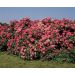 Rosier Patte de Velours ® Meimater