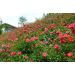 Rosier Anadia ® Meirameca
