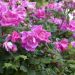 Rosier Demi-tige RODIN ® Meigadraz