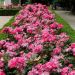 Rosier Rodin ® Meigadraz