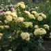 Rosier ANNY DUPEREY ® Meitongas