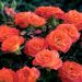 Rosier miniature Mandarine Symphonie