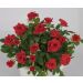 Rosier Baby Baccara ® Meipaede